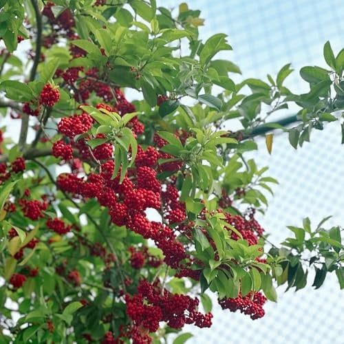200 Pc Semi Di Piante Di Agrifoglio - Albero Bonsai Sempreverde Arbusto Resistente Semi Di Agrifoglio, Piante Esotiche Resistenti, Decorazione Autunnale Piante Sempreverdi Resistenti,