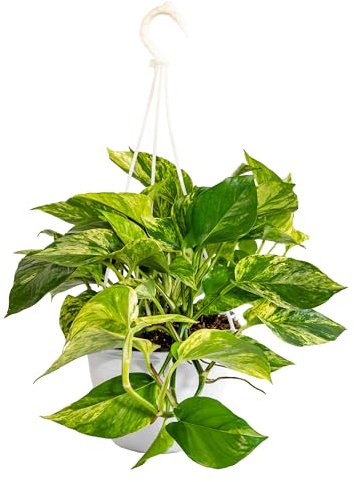 bonplants Pothos Epipremnum Aureum, Diffusa Pianta Vera da Appartamento (Marble Queen, V 18, h 30 cm)