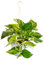 bonplants Pothos Epipremnum Aureum, Diffusa Pianta Vera da Appartamento (Marble Queen, V 18, h 30 cm)