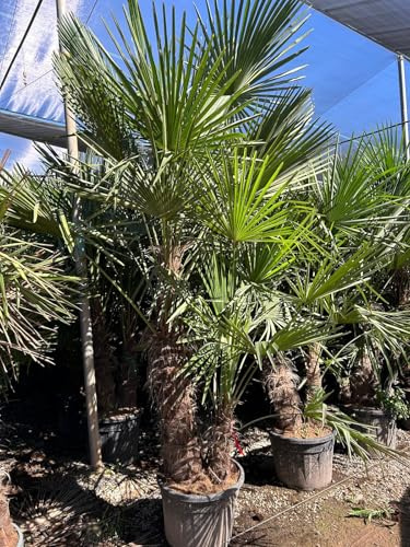 Sunny Tree - Palma - Trachycarpus Fortunei a due tronchi - Palma cinese a ventaglio - Palma canapa - 220-240 CM Vaso incluso - Resistente all'inverno fino a -18