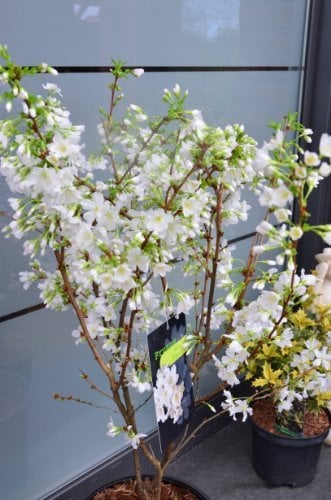Japanische Zierkirsche Prunus kurilensis Brilliant 60-80 cm hoch im 5 Liter Pflanzcontainer