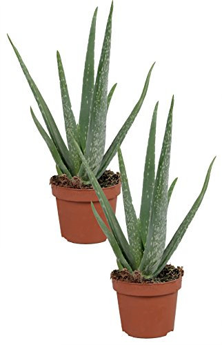 Echte Aloe Vera - im 12cm Topf - ca. 30-40cm hoch (2er Set)