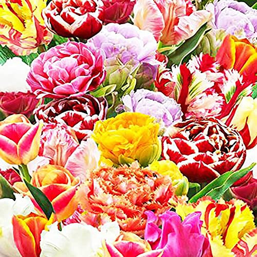 COOTO Garden Tulpenzwiebeln 100 stück Frühlingsblumen zwiebeln Tulpen knollen Blumenzwiebeln Tulpen