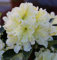 INKARHO - Großblumige Rhododendron Dufthecke Gelb 50-60cm - Alpenrose - Gartenpflanze