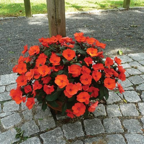 Edellieschen, orange/hellrot, Topf-Ø 13 cm, 6 Pflanzen