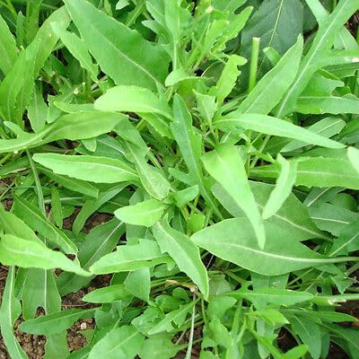Feuille d'olivier, roquette - Feuilles en forme d'olive, plus de 50 graines - Roquette L 065