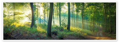 Wald Panorama Poster | 120 x 40 cm von Martin Wasilewski Grün Wandbilder Wanddeko