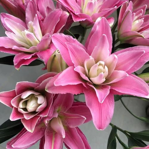 15 pz bulbi di gigli resistenti, gigli giganti, gigli d'albero, piante da giardino roccioso resistenti, giardino fiorito (Lilium brownii) bulbi a fioritura precoce, piante Piante resistenti,