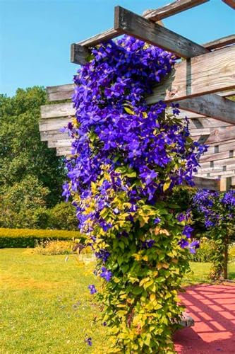 Kältebeständig,Leicht zu keimen,Einfach anzubauen, Gesunde Zwiebeln, Winterhartes,Vielfalt,Natürlich und biologisch, Winterharte Rhizome-4 Clematis Rhizome