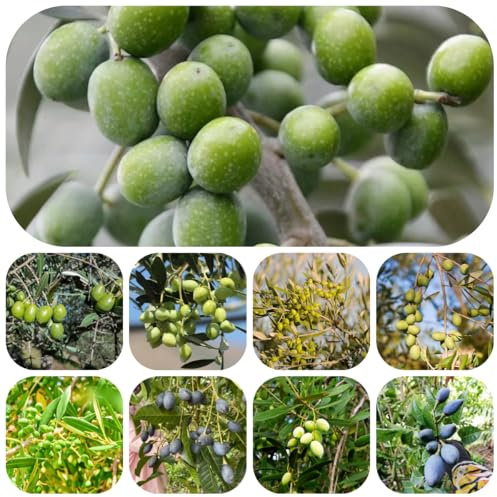 olivo resistente - semi semi di ulivo, balcone rialzato piante erbacee giardino erbe aromatiche, giardino sul balcone piante da esotici ulivo di erbe alberi da roccioso 30pcs