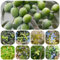 olivo resistente - semi semi di ulivo, balcone rialzato piante erbacee giardino erbe aromatiche, giardino sul balcone piante da esotici ulivo di erbe alberi da roccioso 30pcs