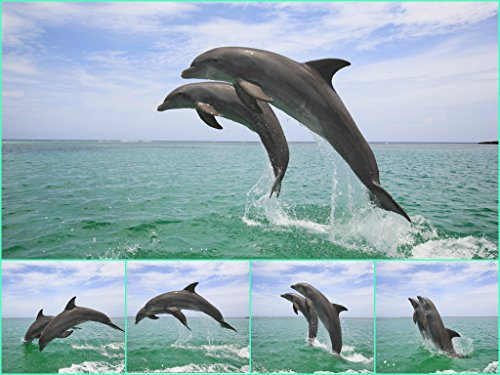 Edition Colibri 1 Lentikular Karte: Delfin/Delphin als Geschenk, Postkarten, Wackelkarten, Mitgebsel für Kindergeburtstag, Geschenke für Mädchen, Tierkarten