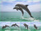 EDITION COLIBRI 1 Lentikular Karte: Delfin/Delphin als Geschenk, Postkarten, Wackelkarten, Mitgebsel für Kindergeburtstag, Geschenke für Mädchen, Tierkarten