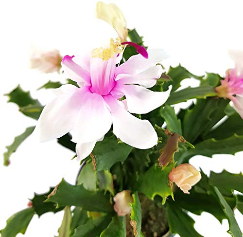 Fangblatt - Schlumbergera Hybride wild - Weihnachtskaktus mit weiß rosa Blüten - hängender Kaktus - pflegeleichte Zimmerpflanze