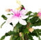 Fangblatt - Schlumbergera Hybride wild - Weihnachtskaktus mit weiß rosa Blüten - hängender Kaktus - pflegeleichte Zimmerpflanze