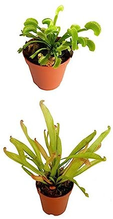 Pack Sarracenia Natural y Venus Natural la Increíble Plantas Cazadoras de Insectos