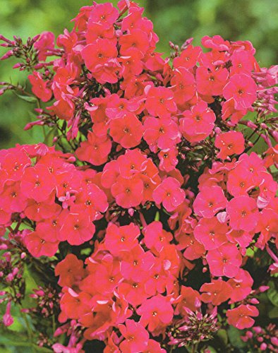 Hoher Phlox paniculata Miss Mary Flammenblume3 Wurzelstücke Winterhart Staude