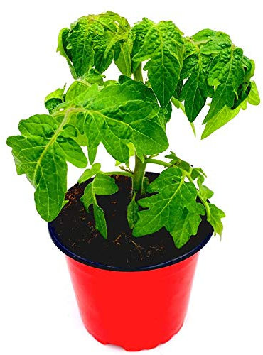 Mini Balkon Tomatenpflanze Primabell Gold Lycopersicon esculentum