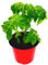 Mini Balkon Tomatenpflanze Primabell Gold Lycopersicon esculentum
