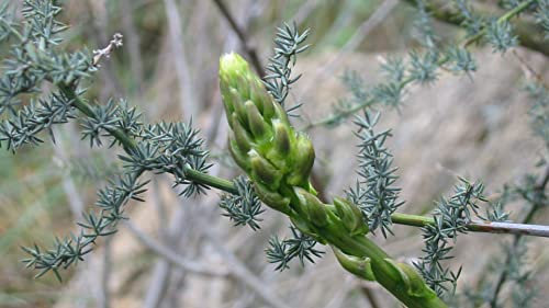 30 Semi di Asparagi Selvatici (Asparagus acutifolius) Verde