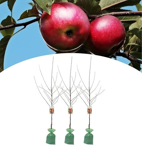 NatureNest, Apfelbaum (Jonagold), Malus domestica, 3 Stück, 140-170 cm, Obstbaum, Gartenpflege
