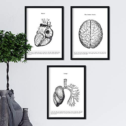 Nacnic Anatomie Poster 3er-Set. Vintage Stil Wanddekoration Abbildung von Herz Gehirn Lunge und andere Körperteile. Verschiedene menschliche Körper und Anatomie Bilder ohne Rahmen. Größe A4.
