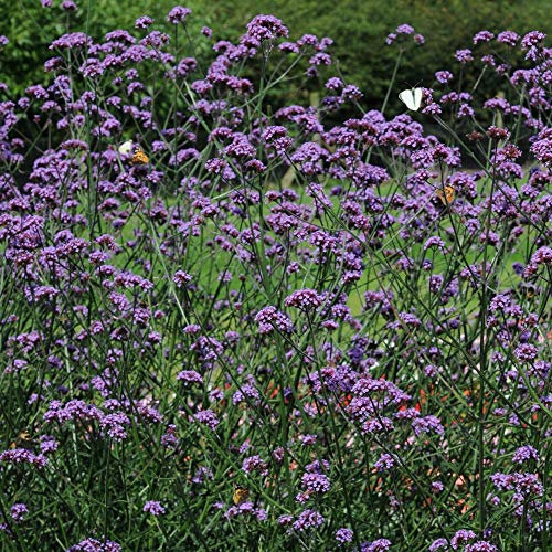 Verbena Buenos Aires Garden Plant Hardy Perennial Flowering Garden Plant Easy to Grow Your Own 6 x Plug Plants by Thompson and Morgan