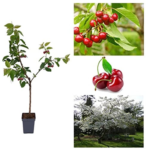 Cherry Tree - Prunus avium 'Stella' - Patio Fruit Tree 2-4ft in 5 Litre Pot - High Yielding (3 Plants)