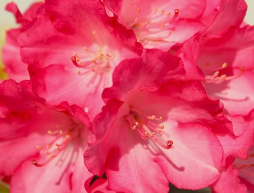 Rhododendron 'Yakushimanum' Fantastica Hochstamm 60 cm winterhart Freilandaufzucht