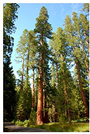 RP Seeds Sequoiadendron giganteum (Giant Sequoia) - 10 Seeds