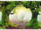 decomonkey Fototapete Wald Landschaft 300x210 cm XL Tapete Wandbild Bild Fototapeten Tapeten Wandtapete Natur