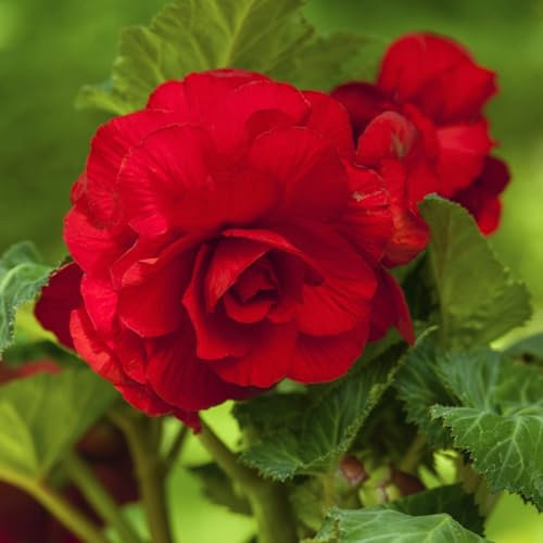 Carbeth Plants - 20 x Begonia Double Red Summer Tubers - Large Headed Long Flowering Season Perennial Bulb Corms - Low Maintenance Pollinator Friendly - Grow in Beds, Borders and Patio Pots