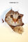 Terminplaner 2025: Witziger Katzen Design Jahresplaner und Kalender von Januar bis Dezember 2025 - Organizer und Zeitplaner für 1 Jahr