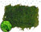 Vesicularia dubyana (Christmas Moss)