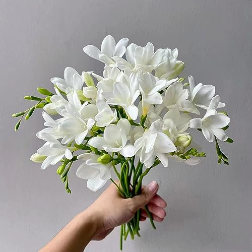 12 Pcs freesien zwiebeln kaufen, frühlingsblumen zwiebeln, winterlinge zwiebeln winterhart mehrjährig freesien im topf, balkon blumen, blumenzwiebeln mehrjährig winterhart zimmerpflanzen,