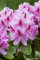 Rhododendron Hybr. 'Furnivall's Daughter' 60-70 cm - Rhododendron, rosa Blüten mit rotem Auge, Blütezeit Mai-Juni, ideal für Halbschatten, winterhart