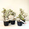 Satsuki Azalee Bonsai – 1x Japanischer Outdoor Bonsai Baum – Perfekter Anfänger- Winterhart – 12 cm Topf – Pflegeleichter Blütenbonsai – Blüht in Wunderschönen Farben (Kaminoyamakirin)