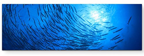 Paul Sinus Art Leinwandbilder | Bilder Leinwand 150x50cm Barracuda Fische