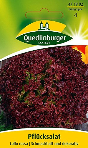 Quedlinburger 471902 Pflücksalat Lollo rossa (Salatsamen)