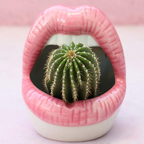 YIKUSH Creative Suculent Cactus Pot, mini recipientes de cerámica para plantas de labios grandes, maceta sexy para casa oficina, juego de 1, color rosa