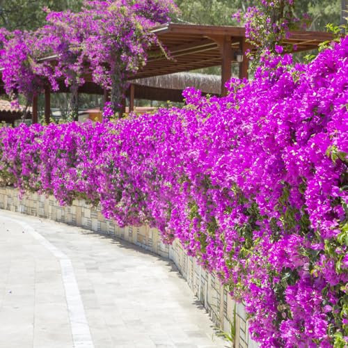 300 pcs bougainvillea pflanze samen seed gastgeschenke hochzeit blumensamen Bougainvillea spectabilis, pflanztopf flowers winterharte stauden mehrjährig pflanztöpfe mittagsblume winterhart