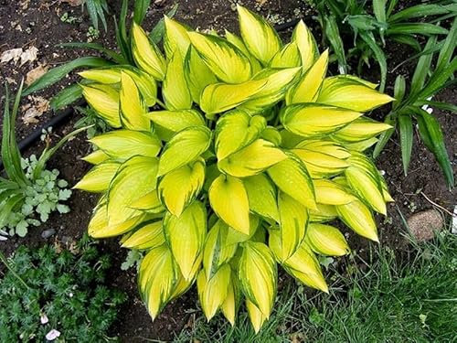 Hosta-Zwiebeln,Winterhart MehrjäHrig,Seltene Funkie,Vier Jahreszeiten,Funkien Pflanze Winterhart,Hosta Pflanzen,Innenhof,Funkien Rhizome-8Zwiebeln-C
