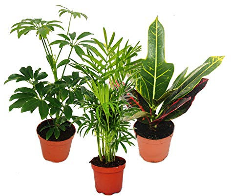 Exotenherz - Zimmerpflanzen Set mit 3 Pflanzen - Typ 1-9cm