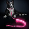 LED Hundeleine, Leuchtend Hundeleine für Kleine, Mittel Große Hunde, Wiederaufladbar & Wasserdicht, 3 Beleuchtungsmodi 5 Farben Erhältlich, Glühen im Dunkeln für Sicherheit Nachtwandern (Rosa)