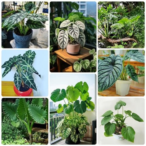 350 pcs Alocasia macrorrhiza samen - balkon blumen bonsai samen,elefantenohr pflanze gewächshaus balkon seeds wiesensaatgut bienen wiese wildblumensamen mehrjährig winterhart wildblumenwiese
