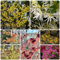 300 Pcs Zaubernuss Pflanze Winterhart Samen - Hamamelis Mollis - Bonsaibaum, Pflanzen Züchten Zaubernuss Samen, Winterharte Kübelpflanzen, Deko Blumen Winterharte Pflanzen Für Garten