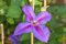 Clematis Hybride 'Mrs.N.Thompson' 60-100 cm - Waldrebe, zweifarbige Blüten, Blütezeit Mai-September, ideal für Rankgerüste, pflegeleicht und winterhart