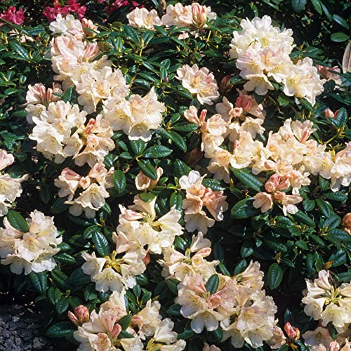 Rhododendron Dusty Miller Outdoor Plants | Evergreen Garden Ready Dwarf Shrubs | Potted Pink Spring Flowering Rhododendrons in 1L Pots