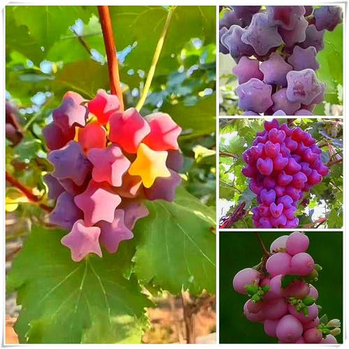Grape Vine Plant,Plantas De Cuatro Estaciones,Plantas De JardíN,Parecidas A Enredaderas,Sin Semillas Resistentes Plantas En Macetas,Plantas Perennes-1bulbo-H