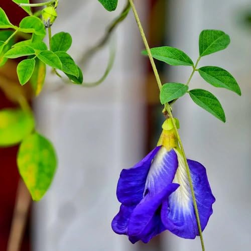 schmetterlingserbse - hängetopf kletterpflanzen Seltene Serie exotische für draußen heckenpflanzen garden pflanzensamen 300samen
